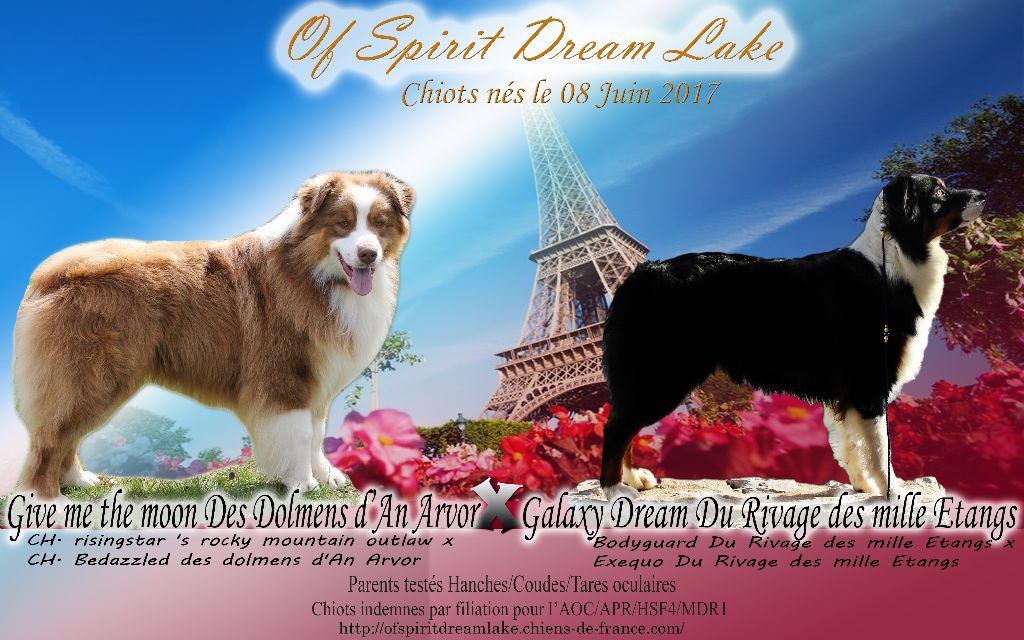 Of Spirit Dream Lake - Berger Australien - Portée née le 08/06/2017