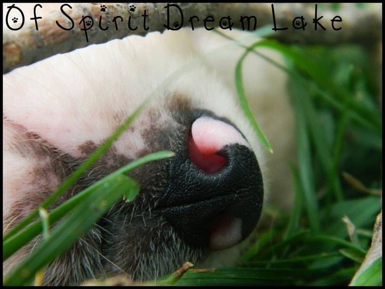 Of Spirit Dream Lake - Berger Australien - Portée née le 06/09/2013
